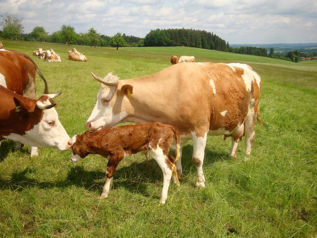 Baby- Und Kinderhof Aicherbauer Seeham Dış mekan fotoğraf