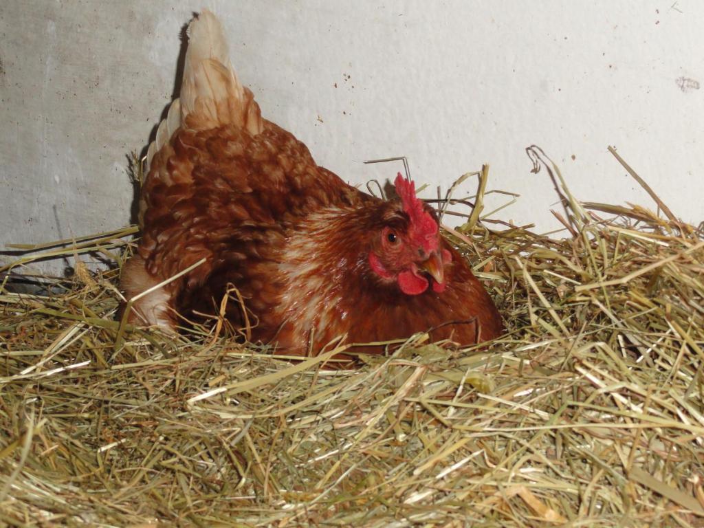 Baby- Und Kinderhof Aicherbauer Seeham Dış mekan fotoğraf